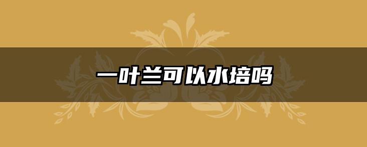 一叶兰可以水培吗