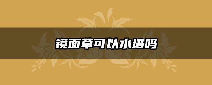 镜面草可以水培吗
