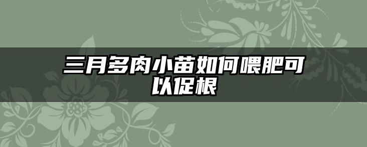 三月多肉小苗如何喂肥可以促根