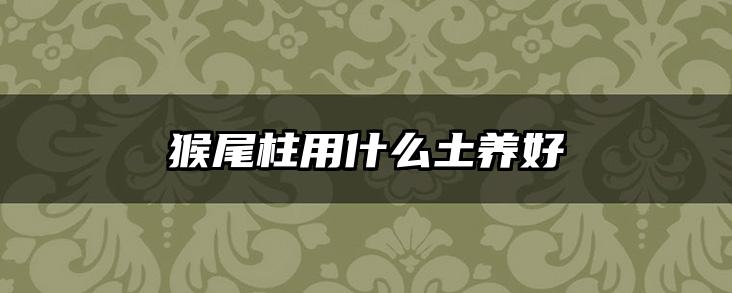 猴尾柱用什么土养好