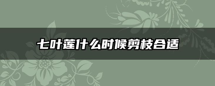 七叶莲什么时候剪枝合适