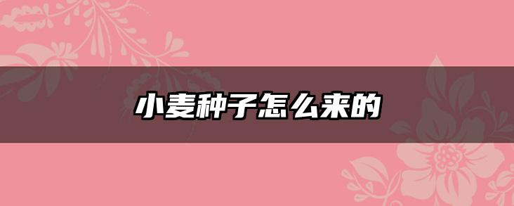 小麦种子怎么来的