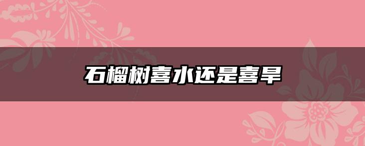 石榴树喜水还是喜旱