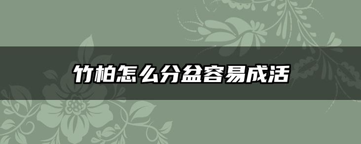 竹柏怎么分盆容易成活