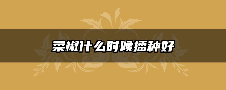 菜椒什么时候播种好