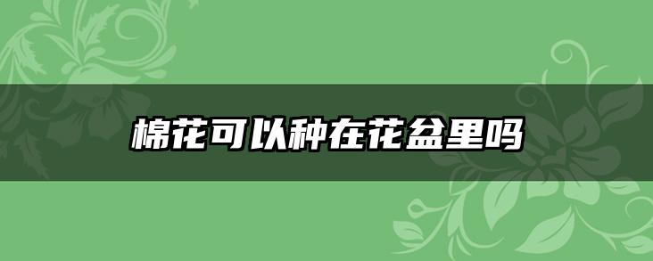 棉花可以种在花盆里吗