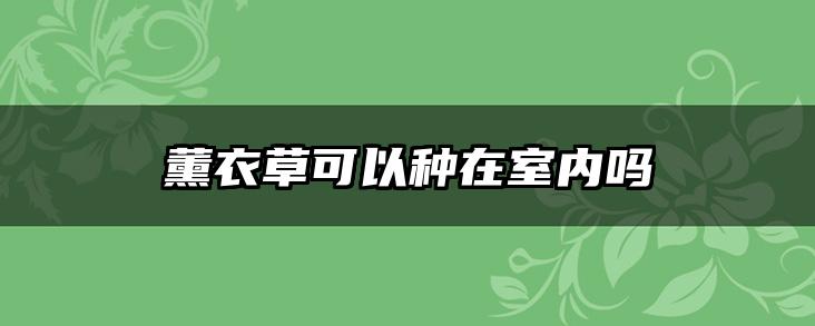 薰衣草可以种在室内吗