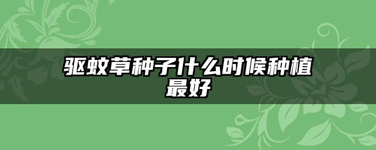 驱蚊草种子什么时候种植最好