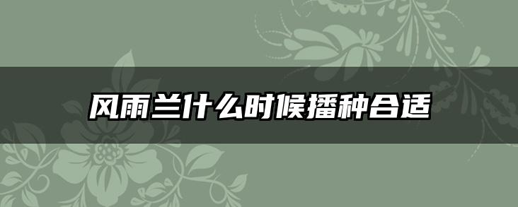 风雨兰什么时候播种合适