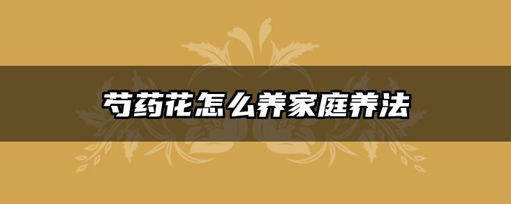 芍药花怎么养家庭养法