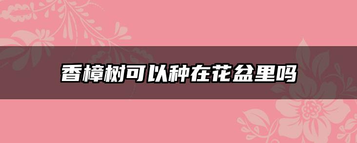 香樟树可以种在花盆里吗