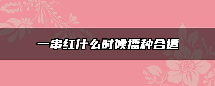 一串红什么时候播种合适