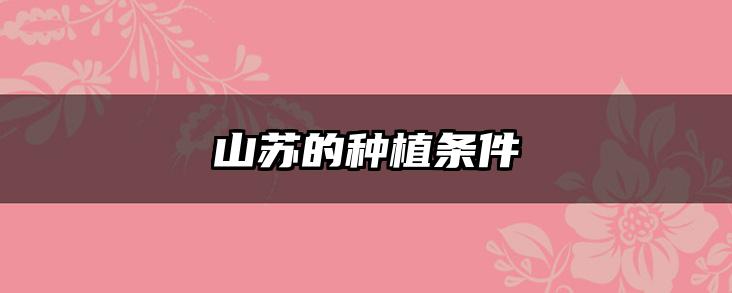 山苏的种植条件