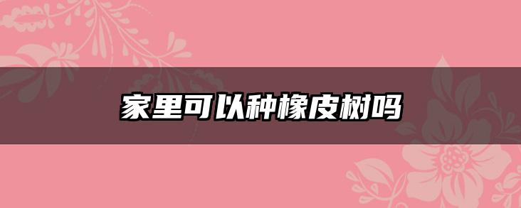家里可以种橡皮树吗