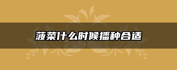 菠菜什么时候播种合适
