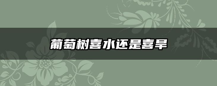 葡萄树喜水还是喜旱