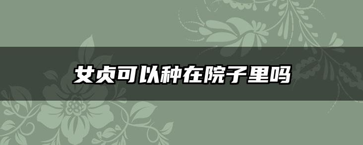 女贞可以种在院子里吗
