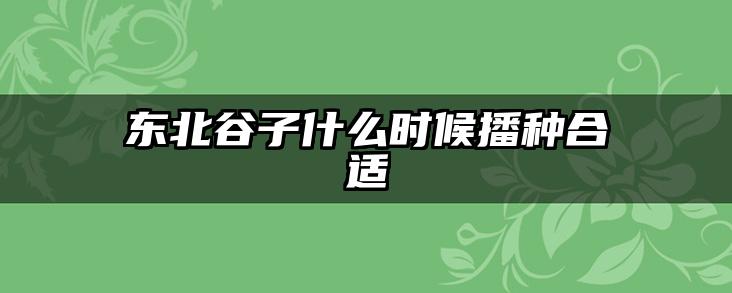 东北谷子什么时候播种合适
