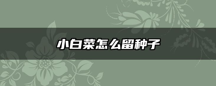小白菜怎么留种子