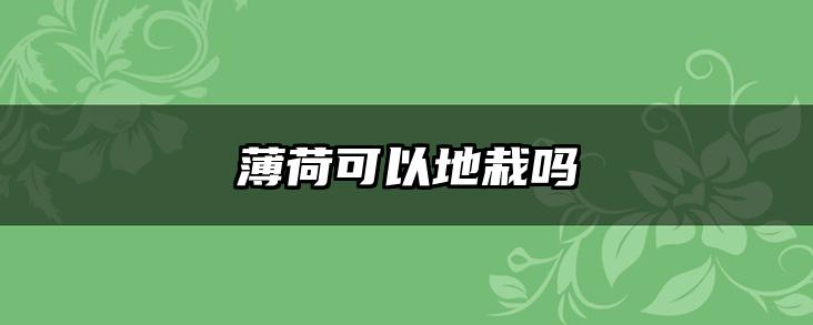 薄荷可以地栽吗