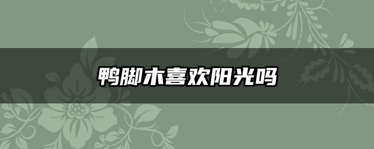 鸭脚木喜欢阳光吗