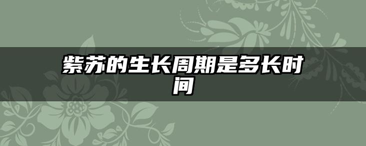 紫苏的生长周期是多长时间