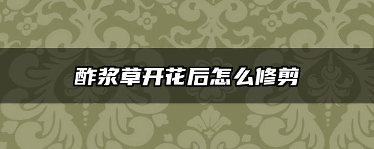 酢浆草开花后怎么修剪