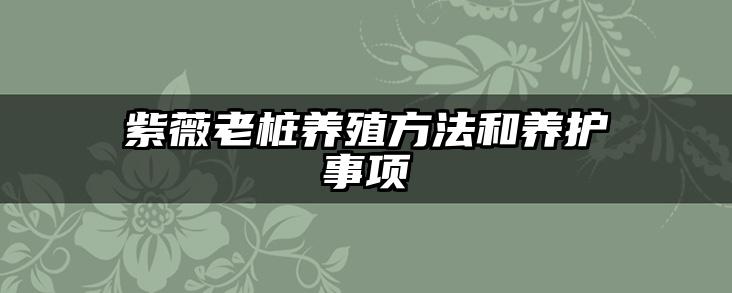 紫薇老桩养殖方法和养护事项