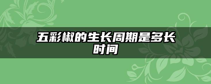五彩椒的生长周期是多长时间