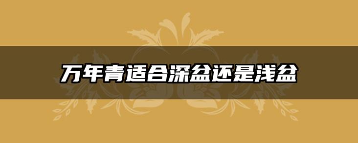 万年青适合深盆还是浅盆