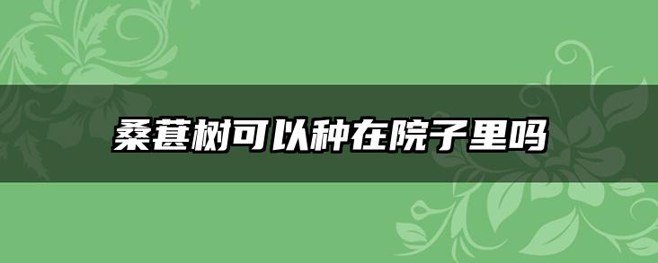 桑葚树可以种在院子里吗