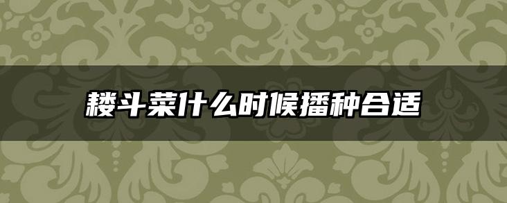 耧斗菜什么时候播种合适