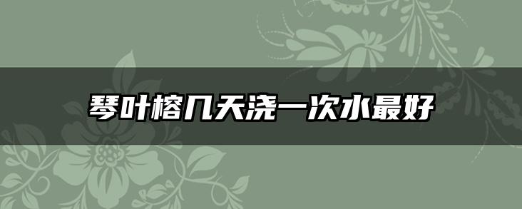 琴叶榕几天浇一次水最好