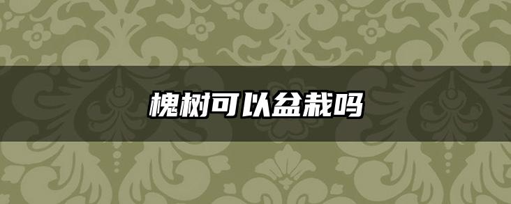 槐树可以盆栽吗