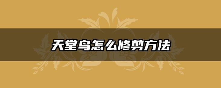 天堂鸟怎么修剪方法