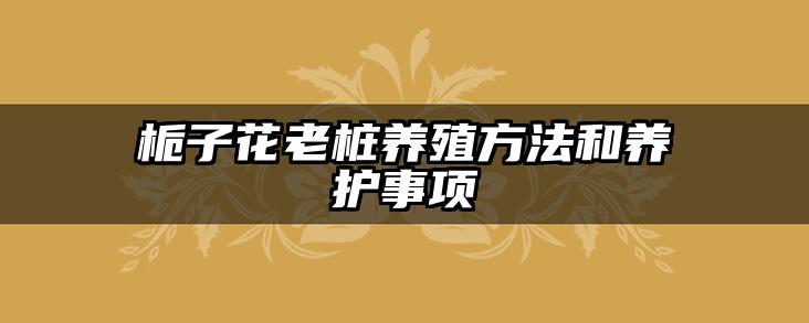 栀子花老桩养殖方法和养护事项