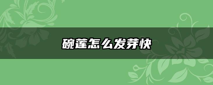 碗莲怎么发芽快
