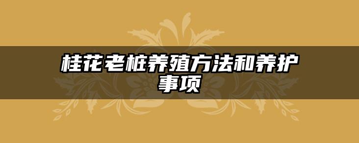 桂花老桩养殖方法和养护事项