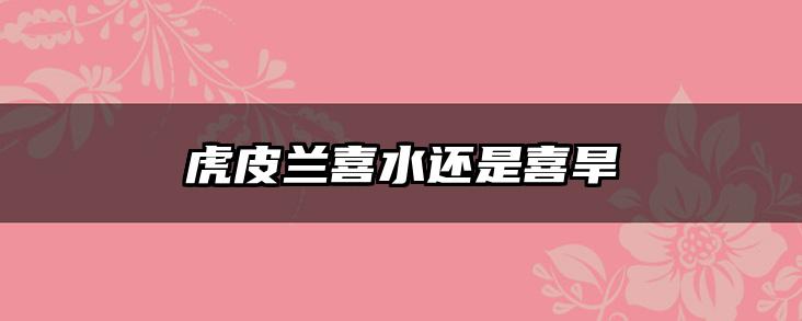 虎皮兰喜水还是喜旱