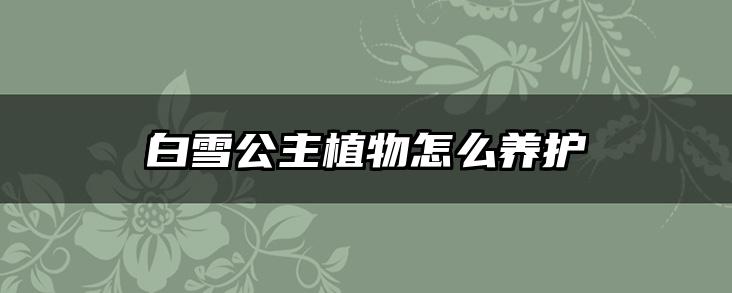 白雪公主植物怎么养护