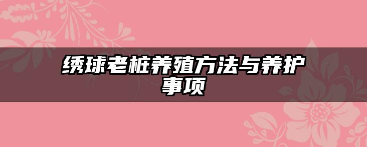 绣球老桩养殖方法与养护事项