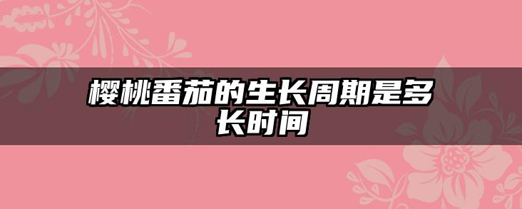 樱桃番茄的生长周期是多长时间