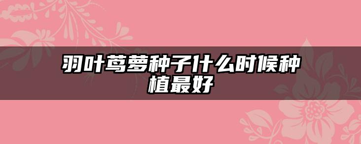 羽叶茑萝种子什么时候种植最好