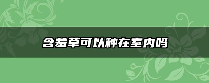 含羞草可以种在室内吗