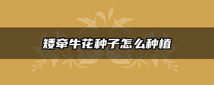 矮牵牛花种子怎么种植