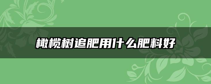 橄榄树追肥用什么肥料好