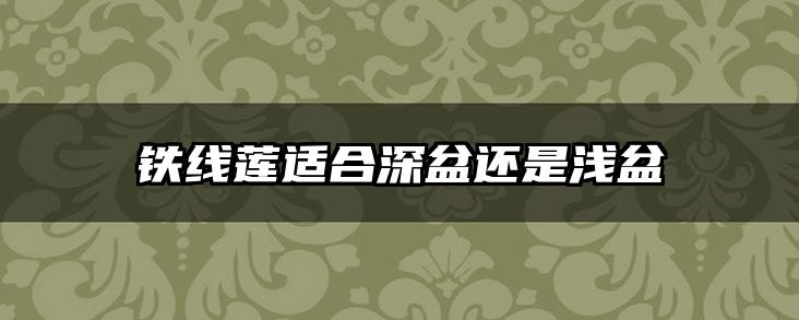 铁线莲适合深盆还是浅盆