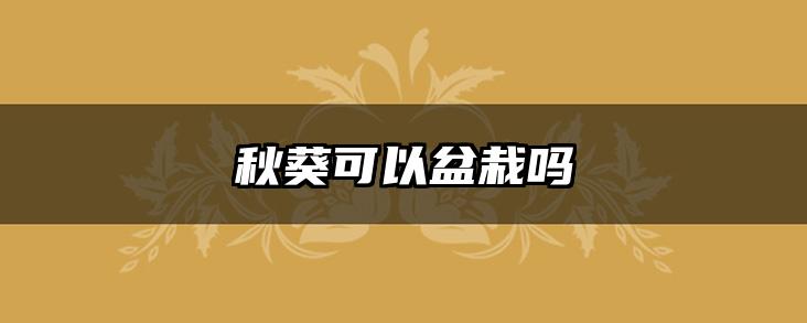 秋葵可以盆栽吗