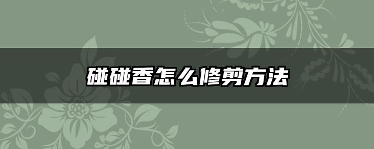 碰碰香怎么修剪方法