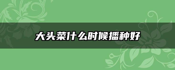 大头菜什么时候播种好